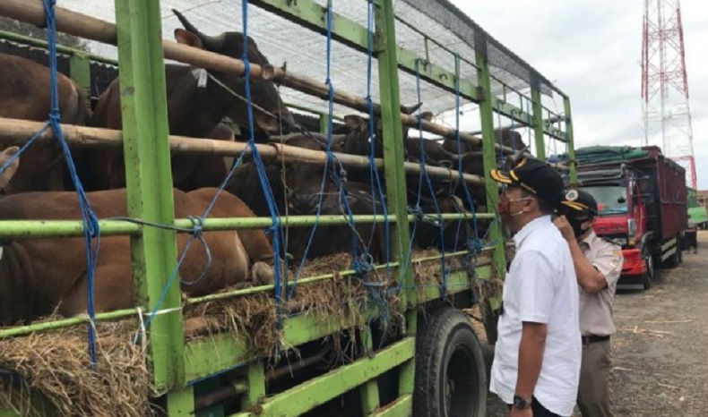 Balai Karantina Pastikan Sapi Bali untuk Kurban Penuhi Syarat Kesehatan