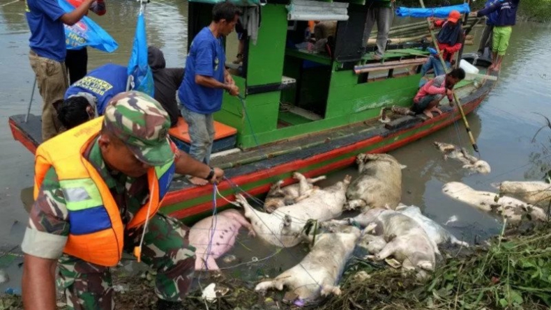 title 878 Babi Ternak di Palembang Mati Mendadak, Diduga Terjangkit Demam Babi Afrika 878 Babi Ternak di Palembang Mati Mendadak, Diduga Terjangkit Demam Babi Afrika
