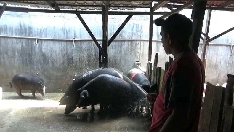 Cegah Babi Terserang Penyakit, Peternak di Medan Semprot Kandang dengan Disinfektan