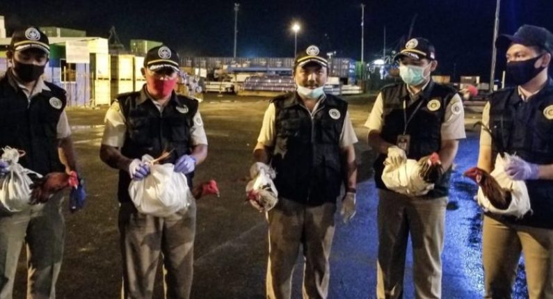 Karantina Pertanian Manado Gagalkan Penyelundupan Ayam ke Maluku dan Papua