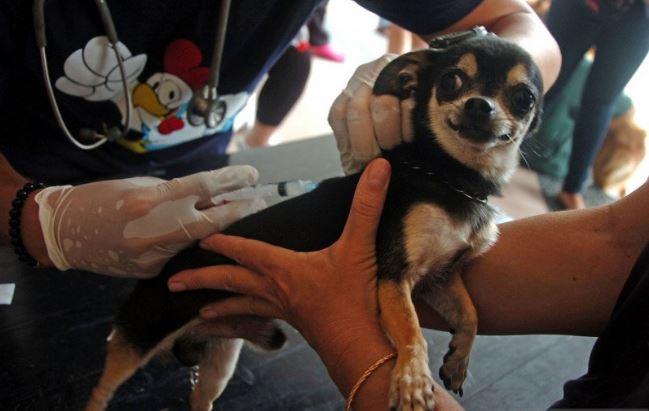 30 Orang di Mukomuko Kena Gigitan Hewan Penular Rabies