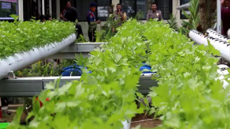 Demi Bantu Warga, Halaman Belakang Polres Payakumbuh Jadi Kebun dan Peternakan