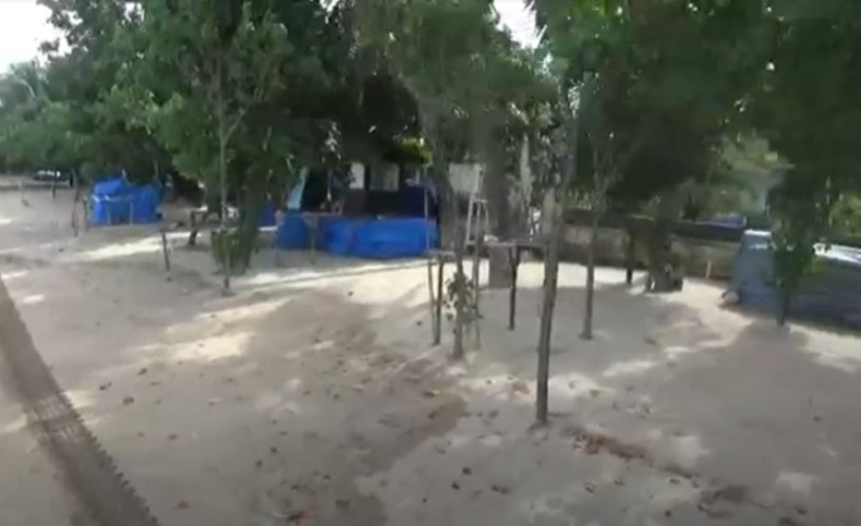 Pariwisata Bali Dibuka Lagi, Pantai Kuta Ditanami 2.000 Pohon Cemara Udang