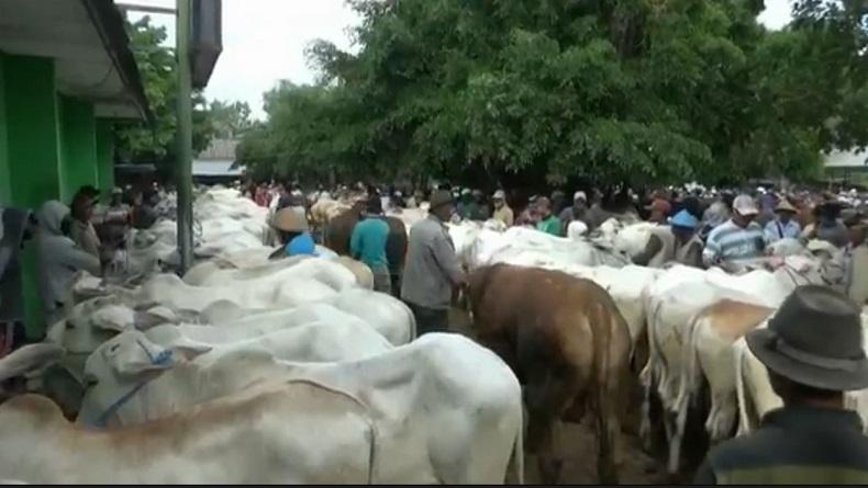Sepi Pembeli, Harga Sapi Kurban di Tuban Turun hingga Rp1 Juta