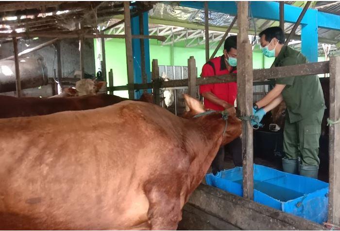 Pemkot Banjarmasin Pastikan Ribuan Hewan Kurban Tak Terpapar Covid-19