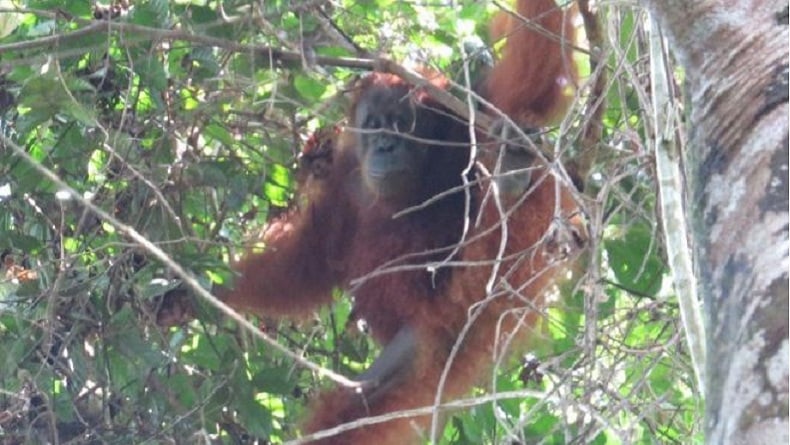 BBKSDA Sumut Lepasliarkan Orangutan Sumatera ke Taman Nasional Gunung Leuser 