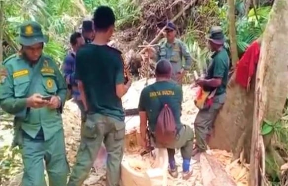 Pembalakan Liar Marak di Konawe Selatan, BKSDA Temukan Perahu dan Balok Kayu