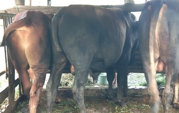 Ekor 2 Sapi Kurban di Banyumas Dipotong Orang Tak Dikenal