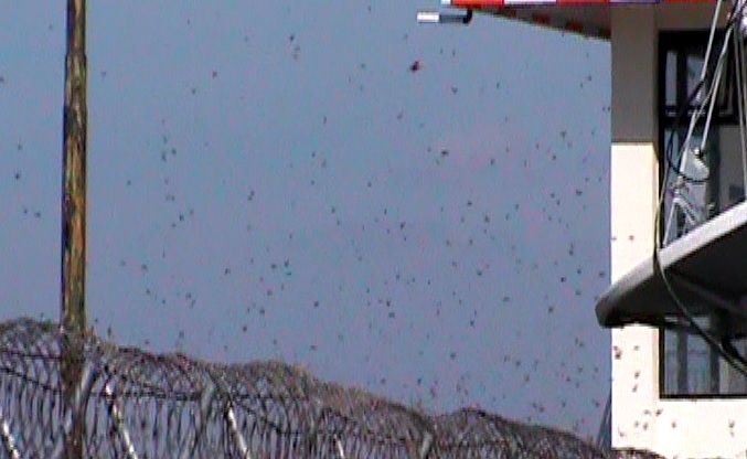 Ribuan Belalang Kembara Serbu Kawasan Bandara Umbu Mehang Kunda Sumba Timur