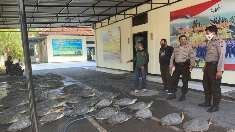 Selundupkan Puluhan Ekor Penyu Hijau yang Dilindungi, 7 Pelaku Ditangkap di Denpasar
