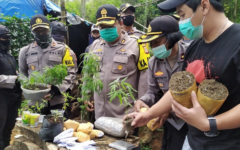Polres Cimahi Temukan 1 Hektare Ladang Ganja di Kawasan Hutan Gunung Bukit Tunggul