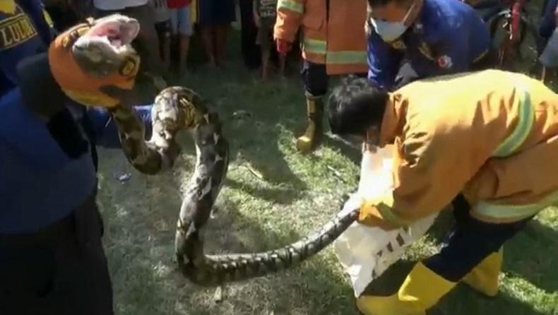 Diduga Cari Mangsa, Ular Piton 3 Meter Masuk Rumah Warga di Bojonegoro