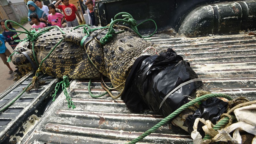 Buaya Muara Sepanjang 3 Meter Ditangkap Warga di Sungai Cidanau Serang - Bagian 3