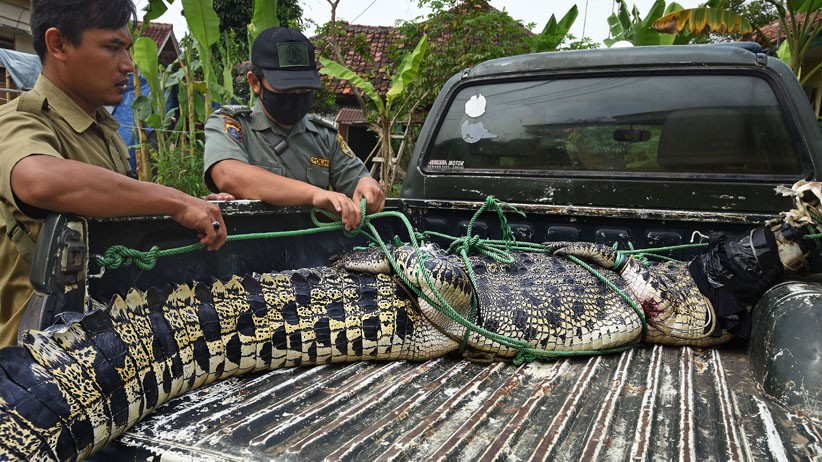 Buaya Muara Sepanjang 3 Meter Ditangkap Warga di Sungai Cidanau Serang - Bagian 2