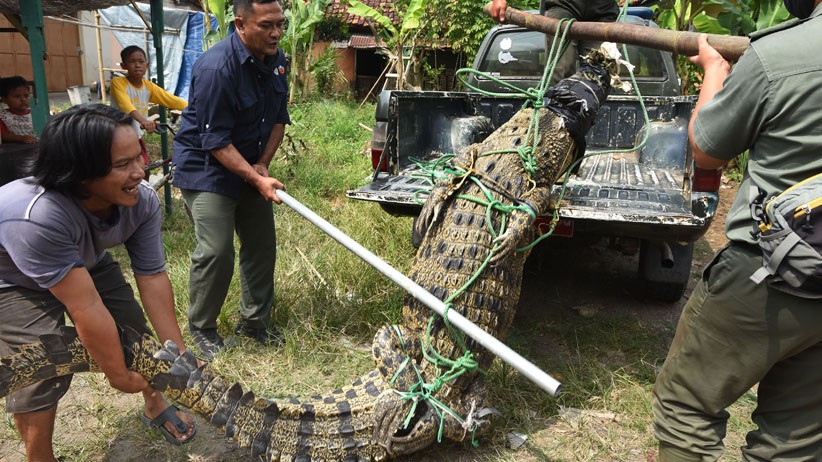 Buaya Muara Sepanjang 3 Meter Ditangkap Warga di Sungai Cidanau Serang - Bagian 1