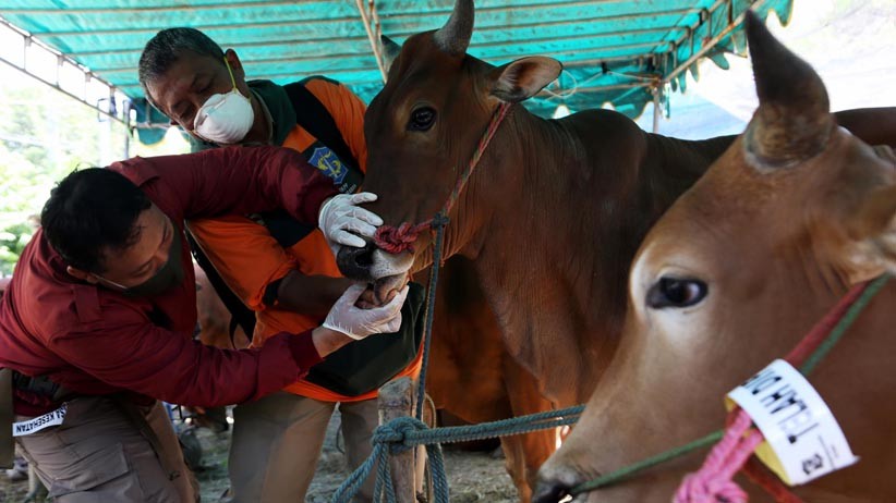 Pemkot Padang Rancang Protokol Kesehatan Pemotongan Hewan Kurban