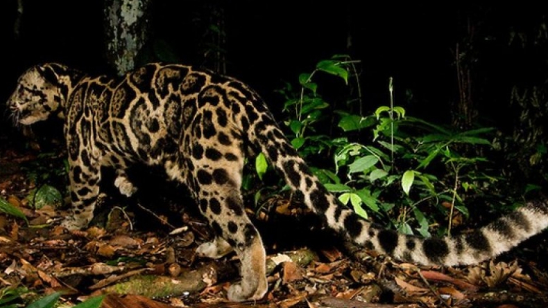 BKSDA Limapuluh Kota Tangkap Macan Dahan yang Mangsa 5 Kambing Warga