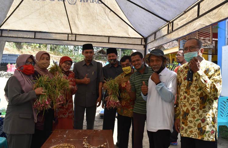 Untung Lebih Tinggi, Bawang Merah Organik Banyak Dikembangkan Petani Bantul