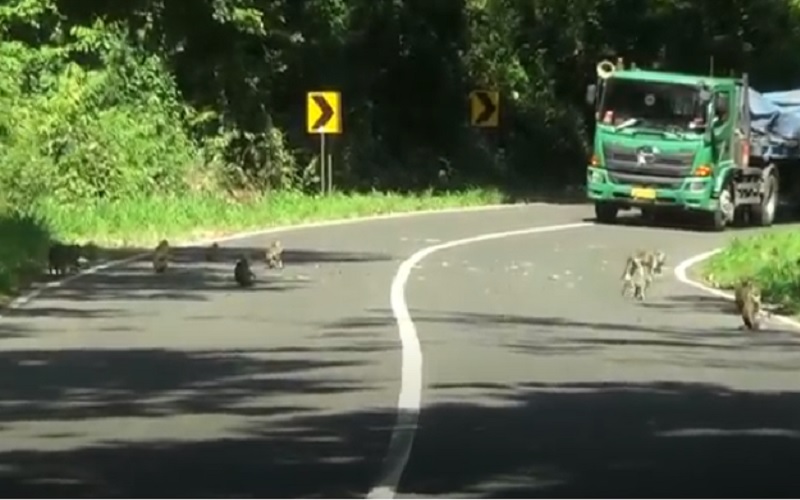 Ratusan Kera Liar Ekor Panjang Turun ke Jalur Pantura Alas Roban Batang