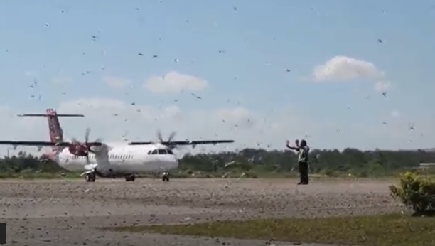 Belalang Kembara Serbu Landasan Bandara Umbu Mehang Kunda Waingapu