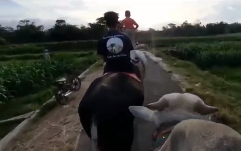 Bukan Gowes Sepeda, Warga Boyolali Pilih Naik Sapi Keliling Desa Isi Waktu Luang