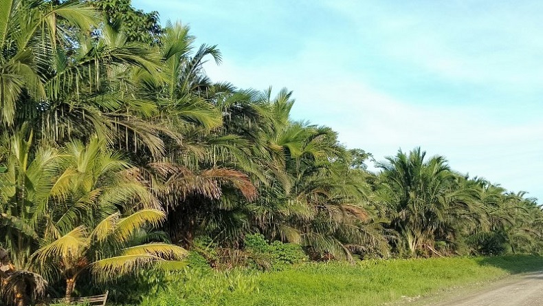 Alternatif Beras, Warga Sorong Jadikan Sagu Cadangan Makanan saat Pandemi Covid-19