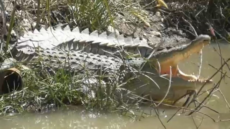 Buaya Muara Kerap Berjemur di Dekat Permukiman Jadi Tontonan Warga Pangkalpinang