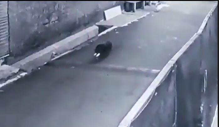 Penampakan Babi Berkeliaran di Depok Gegerkan Warga