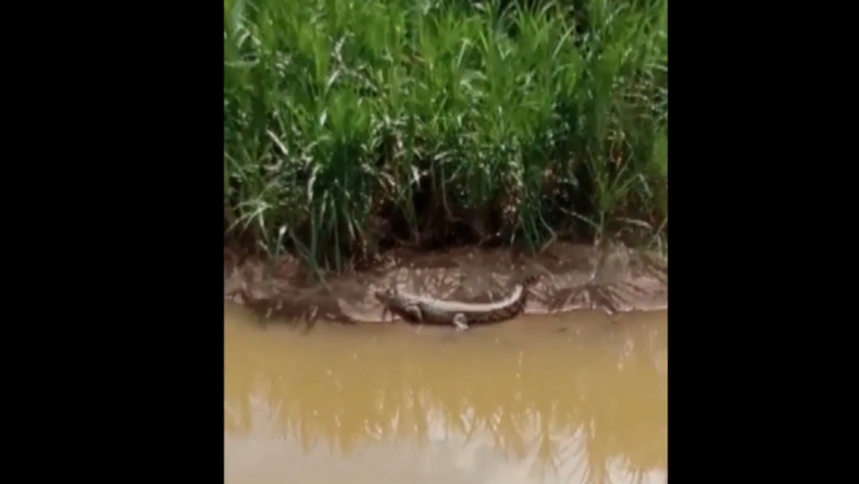 Ngeri! Buaya 3 Meter Muncul di Sungai Batang Hari Padang