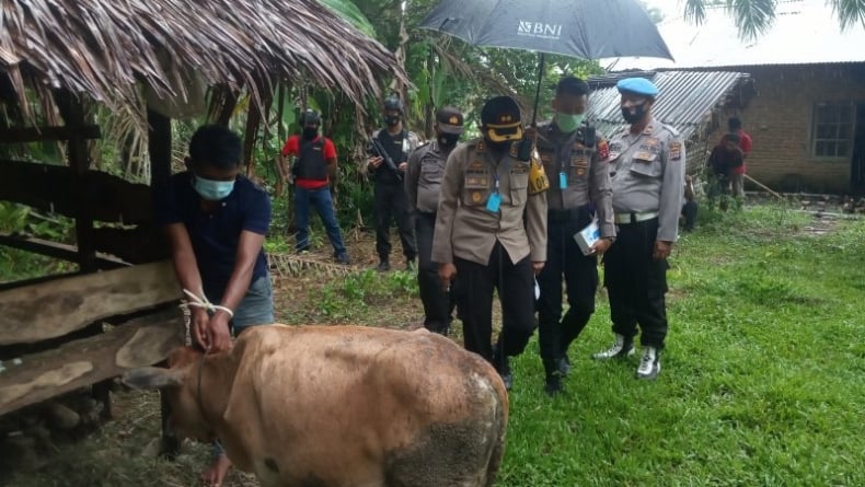Pencuri Ternak di Agam Ditangkap Polisi karena Sapi Tak Muat Masuk ke Mobil