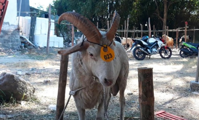 title Unik, Domba Kurban Bertanduk 4 di Gresik Dibanderol Rp12 Juta Unik, Domba Kurban Bertanduk 4 di Gresik Dibanderol Rp12 Juta