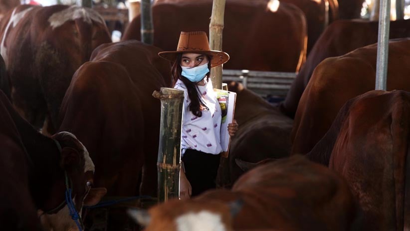 SPG Cantik Jual Hewan Kurban di Surabaya - Bagian 5