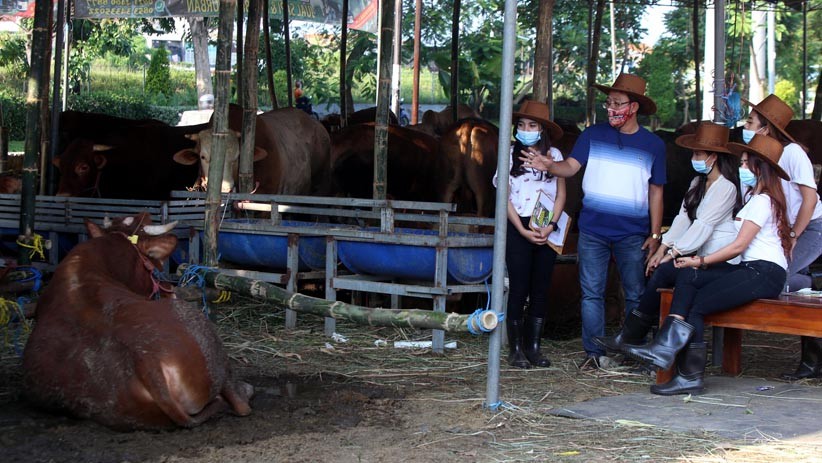 SPG Cantik Jual Hewan Kurban di Surabaya - Bagian 3