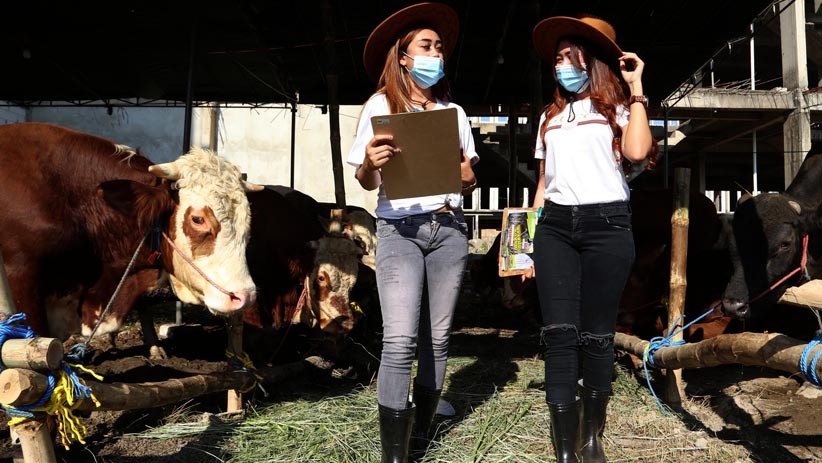 SPG Cantik Jual Hewan Kurban di Surabaya - Bagian 1