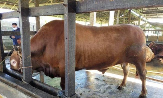 Jokowi Akan Berkurban Sapi Bobot 1 Ton untuk Warga Banjarmasin