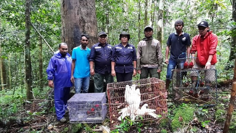 Puluhan Burung Endemik Pulau Seram Dilepasliarkan di TN Manusela Maluku Tengah