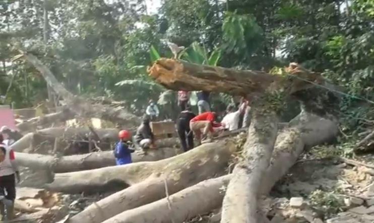 Pohon Besar Timpa 5 Rumah Di Subang 1 Orang Tewas Bagian 1