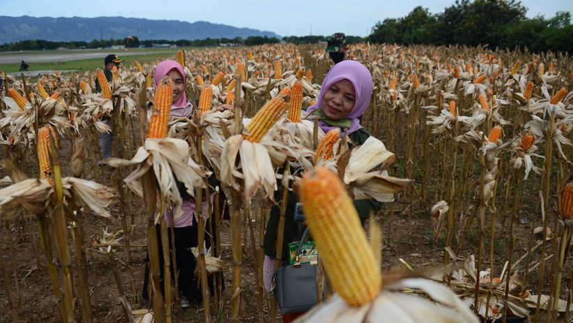 Panen Jagung Hibrida untuk Ketahanan Pangan di Tengah Pandemi Covid-19 - Bagian 2