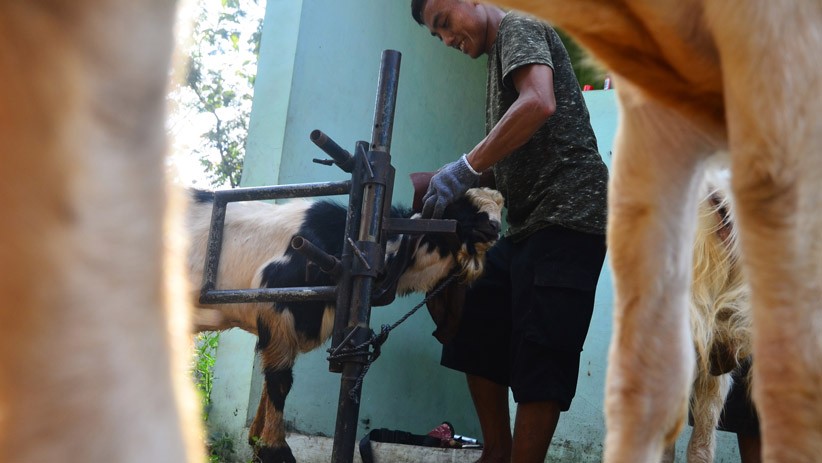 Jasa Salon Kambing Ramai Jelang Idul Adha - Bagian 2