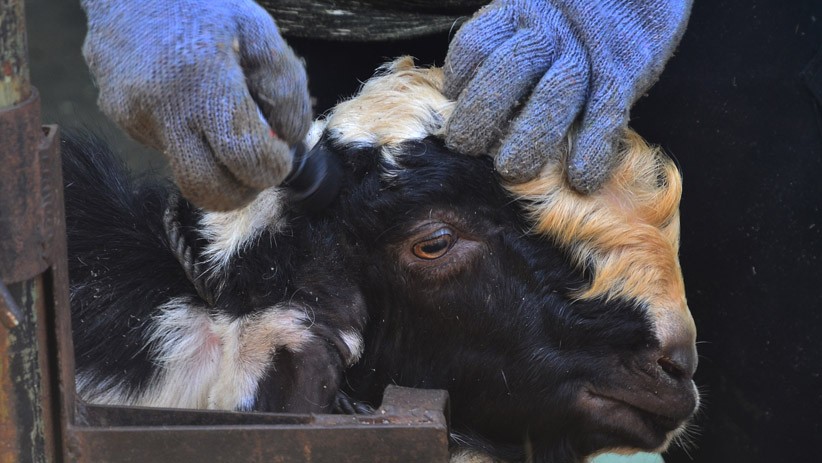 Jasa Salon Kambing Ramai Jelang Idul Adha - Bagian 1