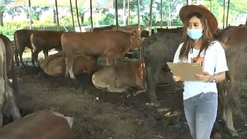 Tingkatkan Penjualan Sapi Kurban, Pedagang di Surabaya Pekerjakan SPG