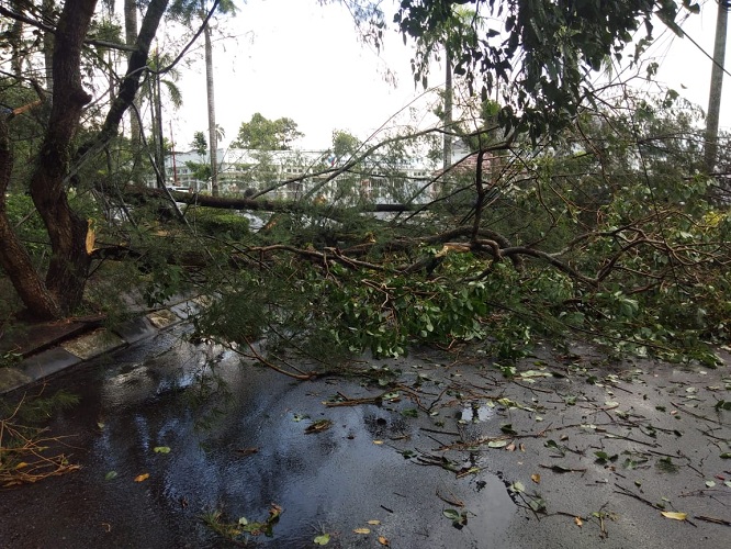 Hujan dan Angin Kencang Landa Kota Medan, Sejumlah Pohon Tumbang
