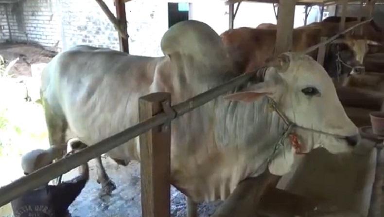 title Wow, Presiden Jokowi Pesan Sapi Berbobot 1 Ton dari Peternak di Gresik Wow, Presiden Jokowi Pesan Sapi Berbobot 1 Ton dari Peternak di Gresik