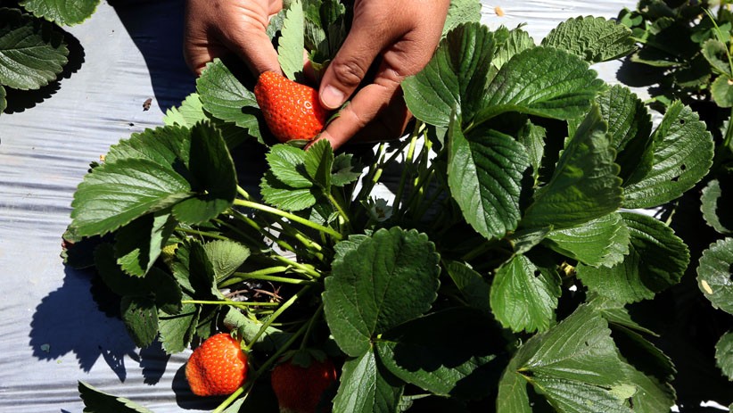 Kebun Strawberry Kalisat Jadi Destinasi Wisata Alternatif di Kaki Gunung Ijen - Bagian 2