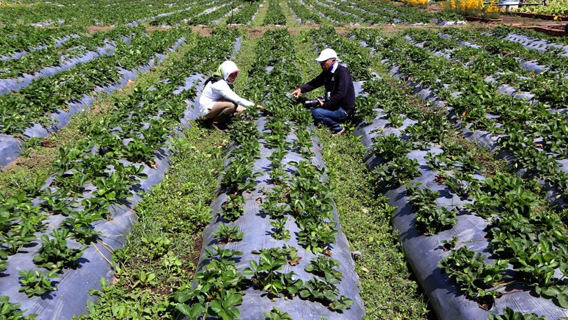 Kebun Strawberry Kalisat Jadi Destinasi Wisata Alternatif di Kaki Gunung Ijen - Bagian 4