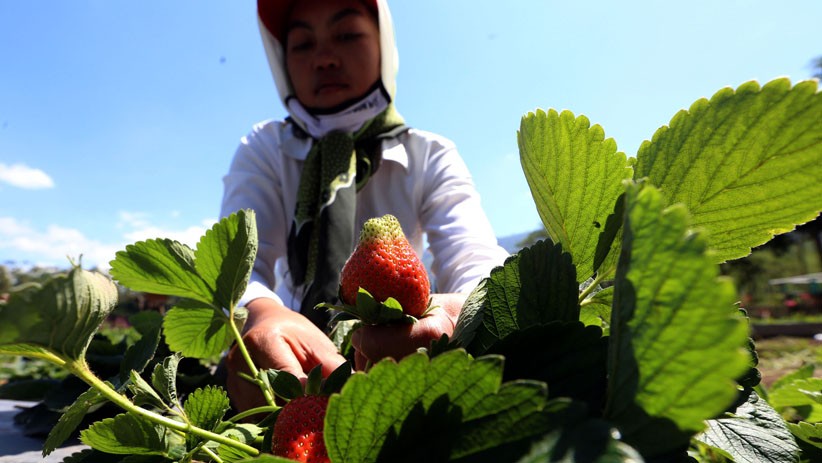 Kebun Strawberry Kalisat Jadi Destinasi Wisata Alternatif di Kaki Gunung Ijen - Bagian 5