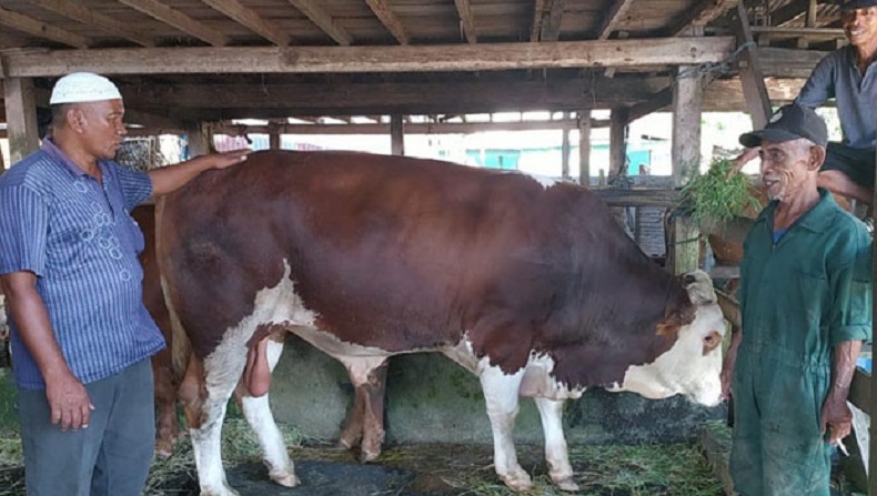 Perawatan Khusus, Sapi Presiden Jokowi untuk Sulsel Dimandikan 3 Kali Sehari