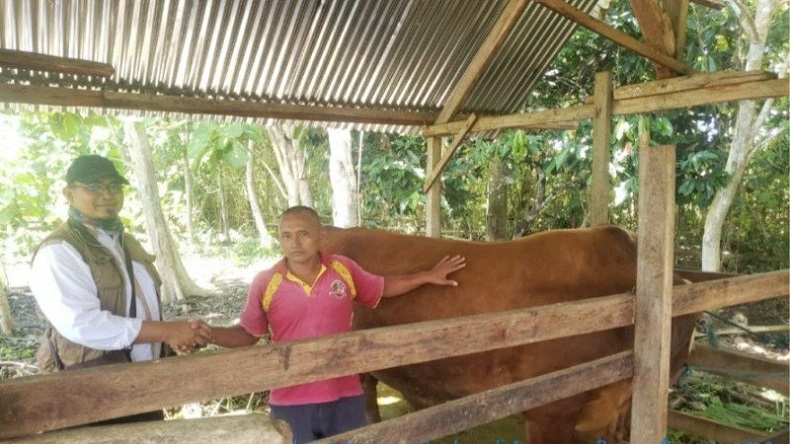 Sapi Kurban Presiden Jokowi Diserahkan ke Masjid Jami Al Fatah Abepantai Jayapura