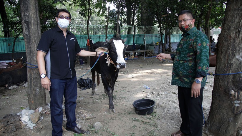 MNC Peduli Serahkan Hewan Kurban ke Masjid Istiqlal - Bagian 2