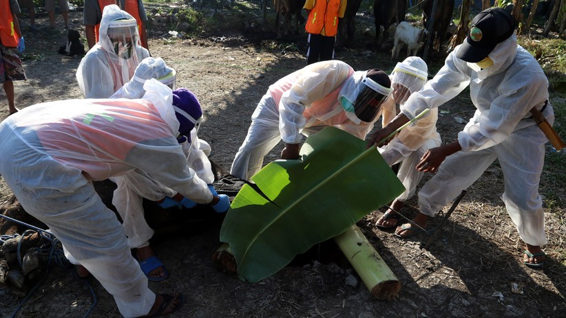 Petugas Jagal Hewan Kurban Pakai APD Lengkap  - Bagian 2